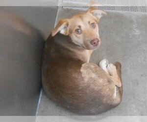 Shepradors Dogs for adoption in Orange, CA, USA