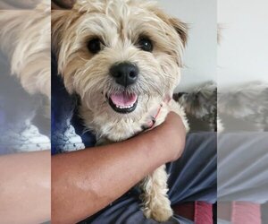 Shih Tzu Dogs for adoption in Stroudsburg, PA, USA