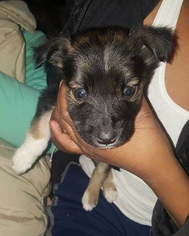 Medium Photo #1 Labrador Retriever-Unknown Mix Puppy For Sale in San Diego, CA, USA
