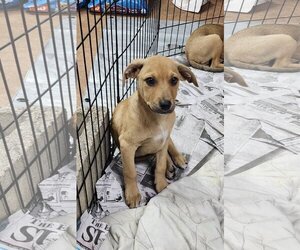 Shepradors Dogs for adoption in SHERBURNE, NY, USA
