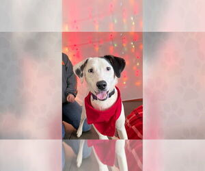Mutt Dogs for adoption in Weaverville, NC, USA
