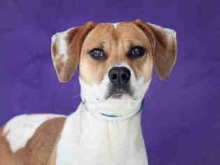 American Foxhound Dogs for adoption in Downey, CA, USA