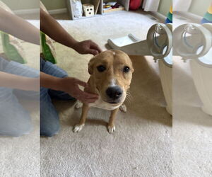 Labrador Retriever-Unknown Mix Dogs for adoption in Tarrytown, GA, USA