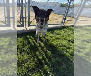 Australian Cattle Dog-Unknown Mix Dogs for adoption in Bakersfield, CA, USA