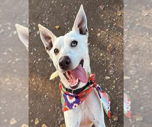 Texas Heeler Dogs for adoption in Santa Barbara, CA, USA