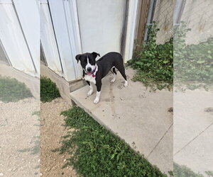 Mutt Dogs for adoption in Maquoketa, IA, USA