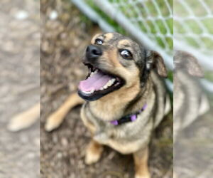 Feist Terrier-Unknown Mix Dogs for adoption in Mount Laurel, NJ, USA
