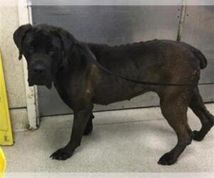 Mutt Dogs for adoption in Riverside, CA, USA
