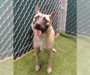 German Shepherd Dog-Unknown Mix Dogs for adoption in Downey, CA, USA