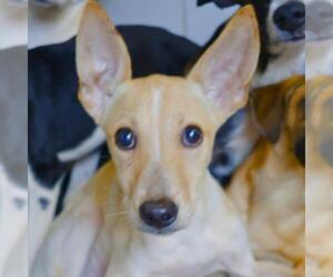 Mutt Dogs for adoption in San Antonio, TX, USA
