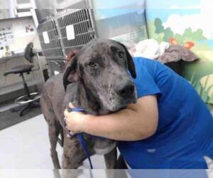 Great Dane Dogs for adoption in Waco, TX, USA