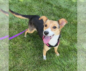 Mutt Dogs for adoption in Mundelein, IL, USA