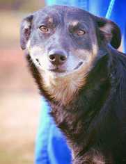 Australian Kelpie Dogs for adoption in Woodside, NY, USA