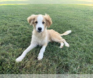 Collie-Unknown Mix Dogs for adoption in Boston, MA, USA