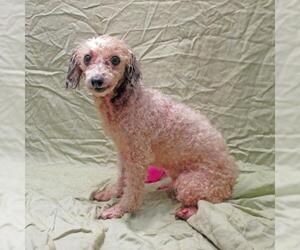 Poodle (Toy) Dogs for adoption in Fayetteville, TN, USA