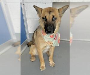 German Shepherd Dog-Unknown Mix Dogs for adoption in Visalia, CA, USA