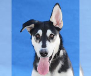 Siberian Husky-Unknown Mix Dogs for adoption in Pasadena, CA, USA