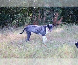 Small Catahoula Leopard Dog-Great Dane Mix