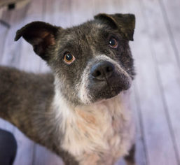 Bullboxer Pit Dogs for adoption in Birdsboro, PA, USA