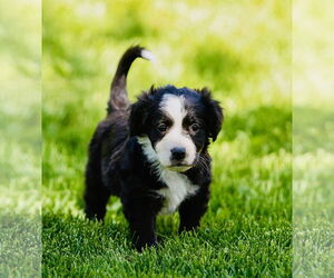 Border Collie-Unknown Mix Dogs for adoption in Sandy, UT, USA