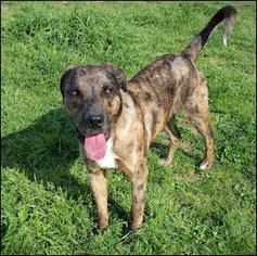 Catahoula Leopard Dog-Unknown Mix Dogs for adoption in Shreveport, LA, USA
