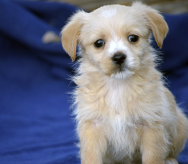 Beaglier Dogs for adoption in Palo Alto, CA, USA