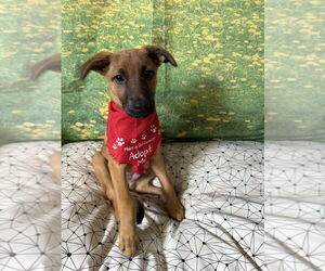 German Shepherd Dog-Unknown Mix Dogs for adoption in San Leon, TX, USA