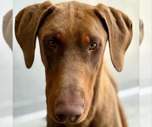 Doberman Pinscher Dogs for adoption in Camarillo, CA, USA