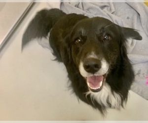 Border Collie Dogs for adoption in Pampa, TX, USA