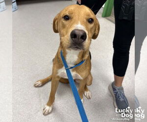 Retriever -Unknown Mix Dogs for adoption in Washington, DC, USA