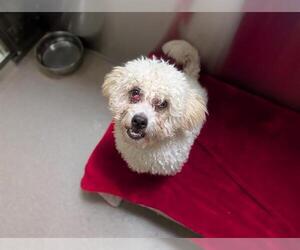 Poodle (Miniature) Dogs for adoption in Denver, CO, USA