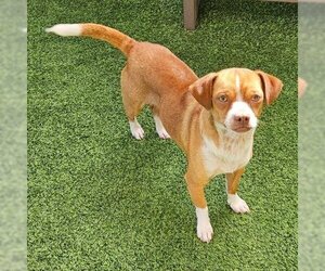 Chihuahua Dogs for adoption in Camarillo, CA, USA