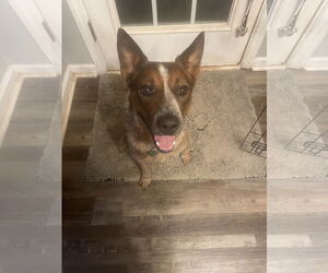 Mutt Dogs for adoption in Garden City, NY, USA