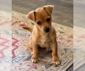 Chiweenie Dogs for adoption in Frankenmuth, MI, USA