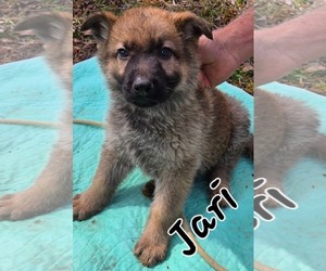 German Shepherd Dog-Unknown Mix Dogs for adoption in LOGANVILLE, GA, USA