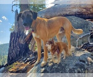 Anatolian Shepherd-Unknown Mix Dogs for adoption in Inglewood, CA, USA