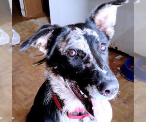 Border-Aussie Dogs for adoption in Rutherfordton, NC, USA