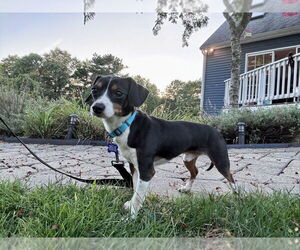 Chihuahua-Unknown Mix Dogs for adoption in Oak Bluffs, MA, USA