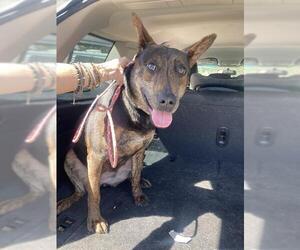 - Mix Dogs for adoption in Bakersfield, CA, USA