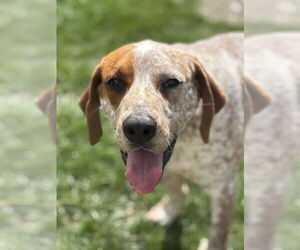 Coonhound-German Shorthaired Pointer Mix Dogs for adoption in Springdale, PA, USA