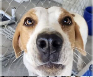 Pointer-Unknown Mix Dogs for adoption in Pottstown, PA, USA