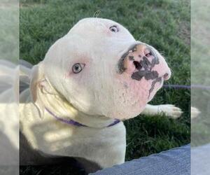 American Pit Bull Terrier Dogs for adoption in Bakersfield, CA, USA