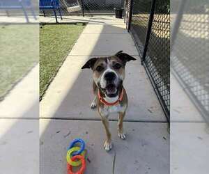 Boxer-Unknown Mix Dogs for adoption in Elk Grove, CA, USA