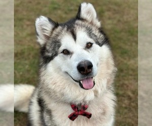 Alaskan Malamute-Unknown Mix Dogs for adoption in Brooklyn Center, MN, USA
