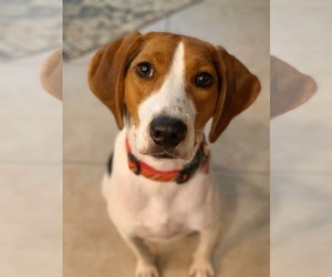 Medium Photo #1 Treeing Walker Coonhound Puppy For Sale in Valrico, FL, USA