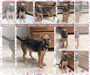 Mutt Dogs for adoption in Mesa, AZ, USA