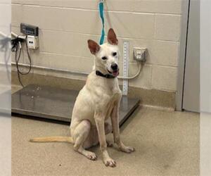 Siberian Husky-Unknown Mix Dogs for adoption in Grand Prairie, TX, USA