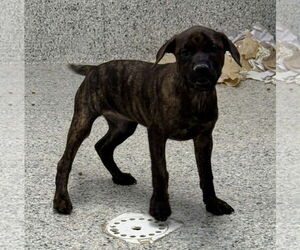 Labrador Retriever-Unknown Mix Dogs for adoption in Mechanicsburg, PA, USA