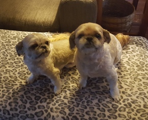 Shih Tzu Dogs for adoption in Harrisville, WV, USA