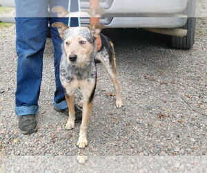 Mutt Dogs for adoption in Rockaway, NJ, USA